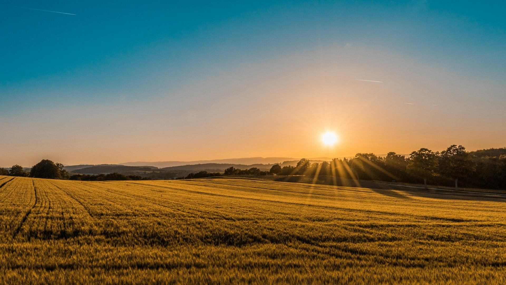 Golden wheat field at sunrise across rolling hills