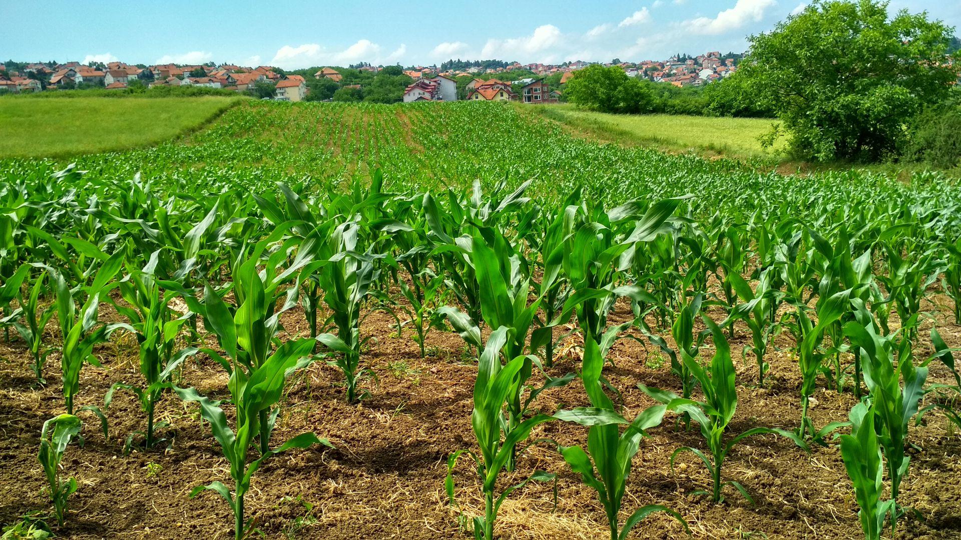 Young corn field under a clear sky