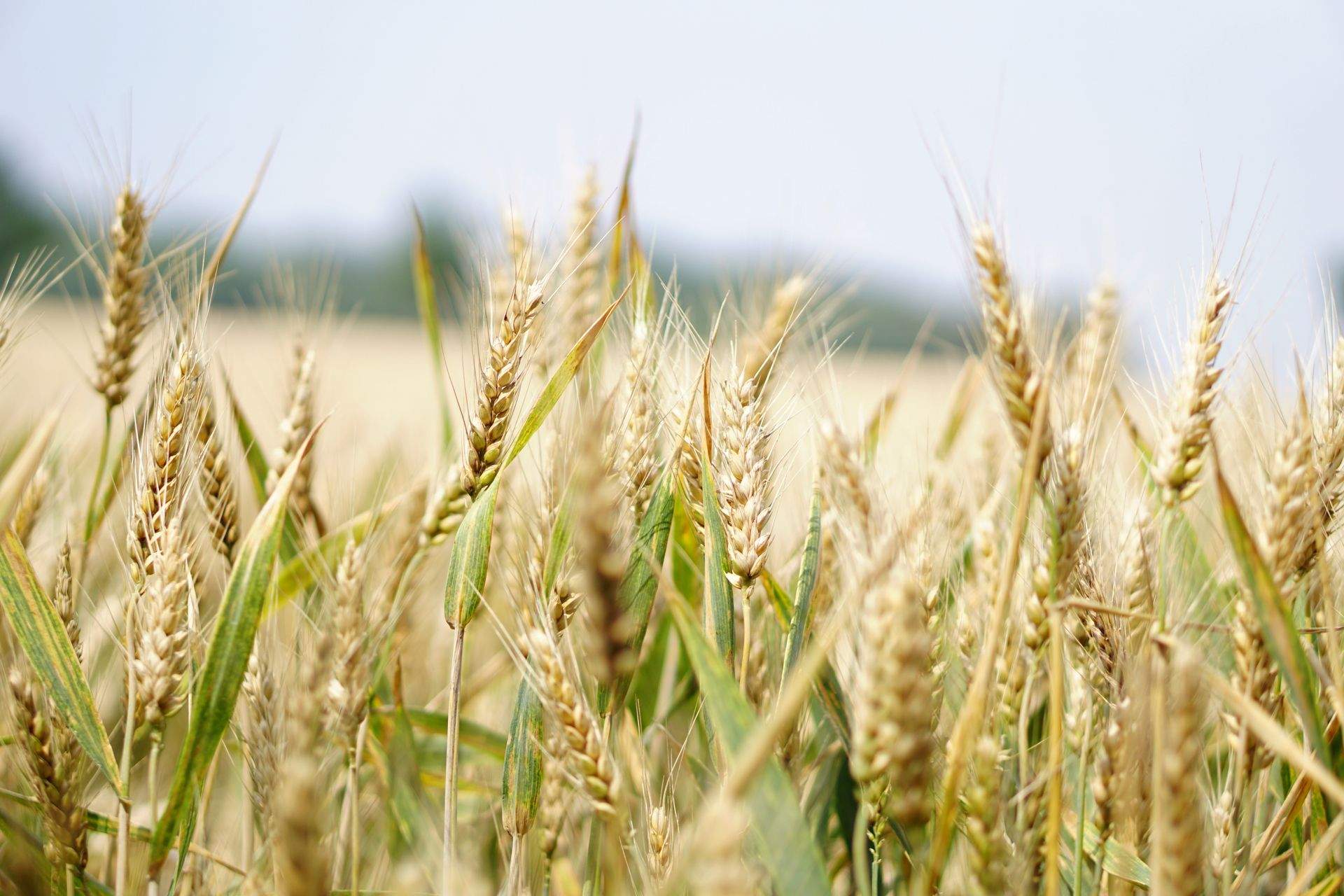Close-up of ripe wheat heads before harvest