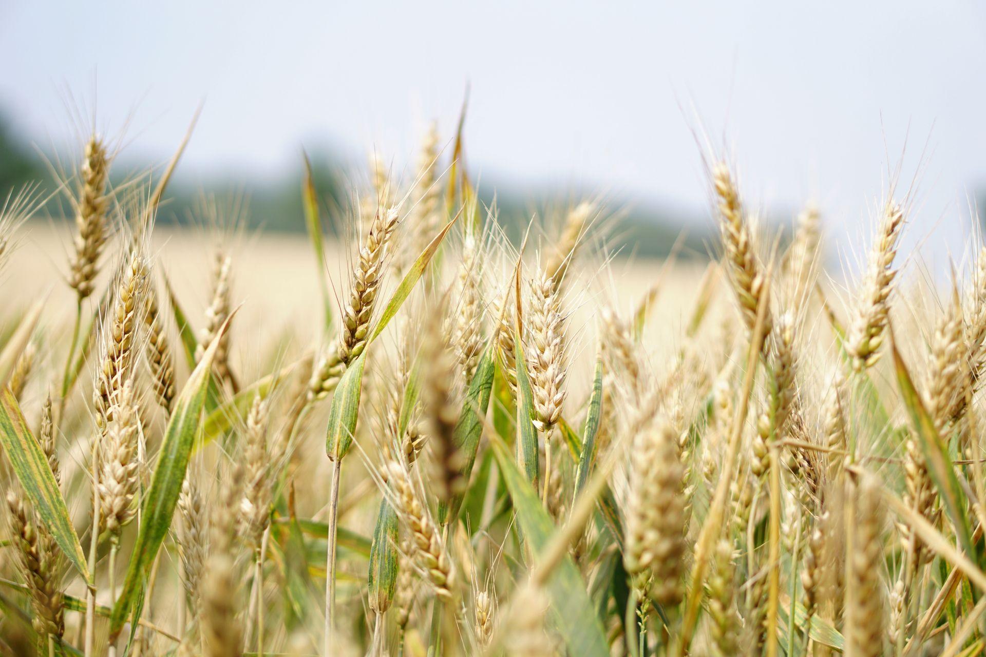 Close-up of ripe wheat heads before harvest