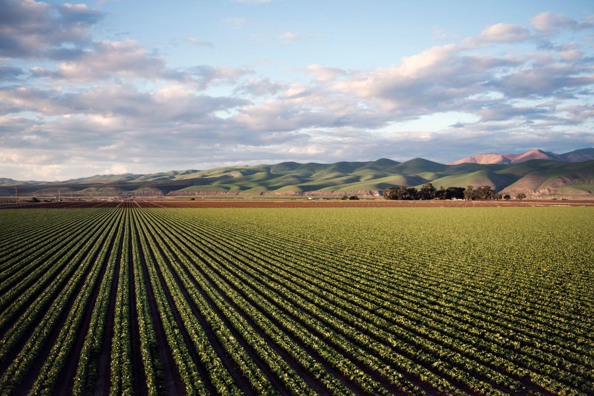 Straight crop rows leading toward the horizon