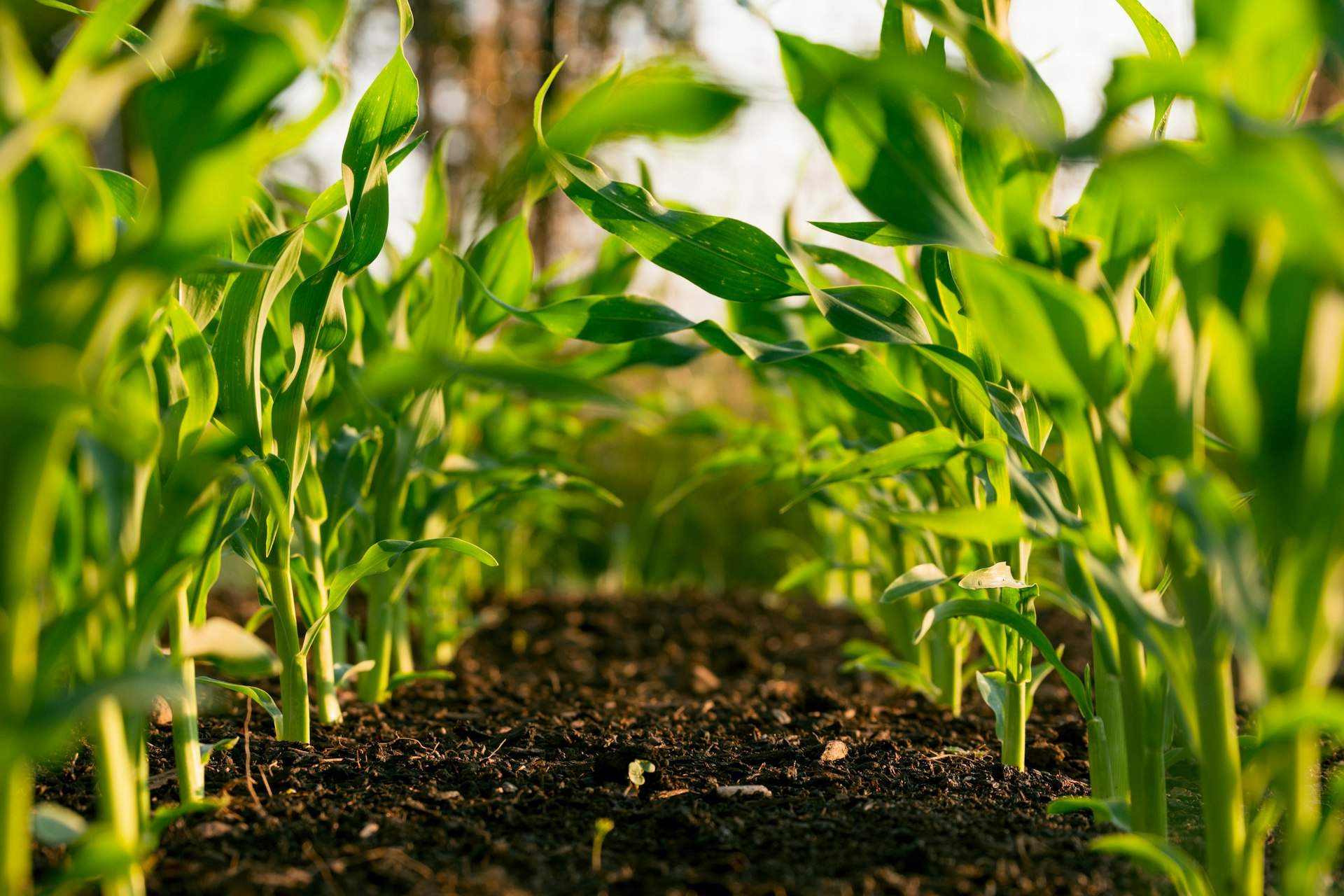 Young corn rows in dark Midwest soil