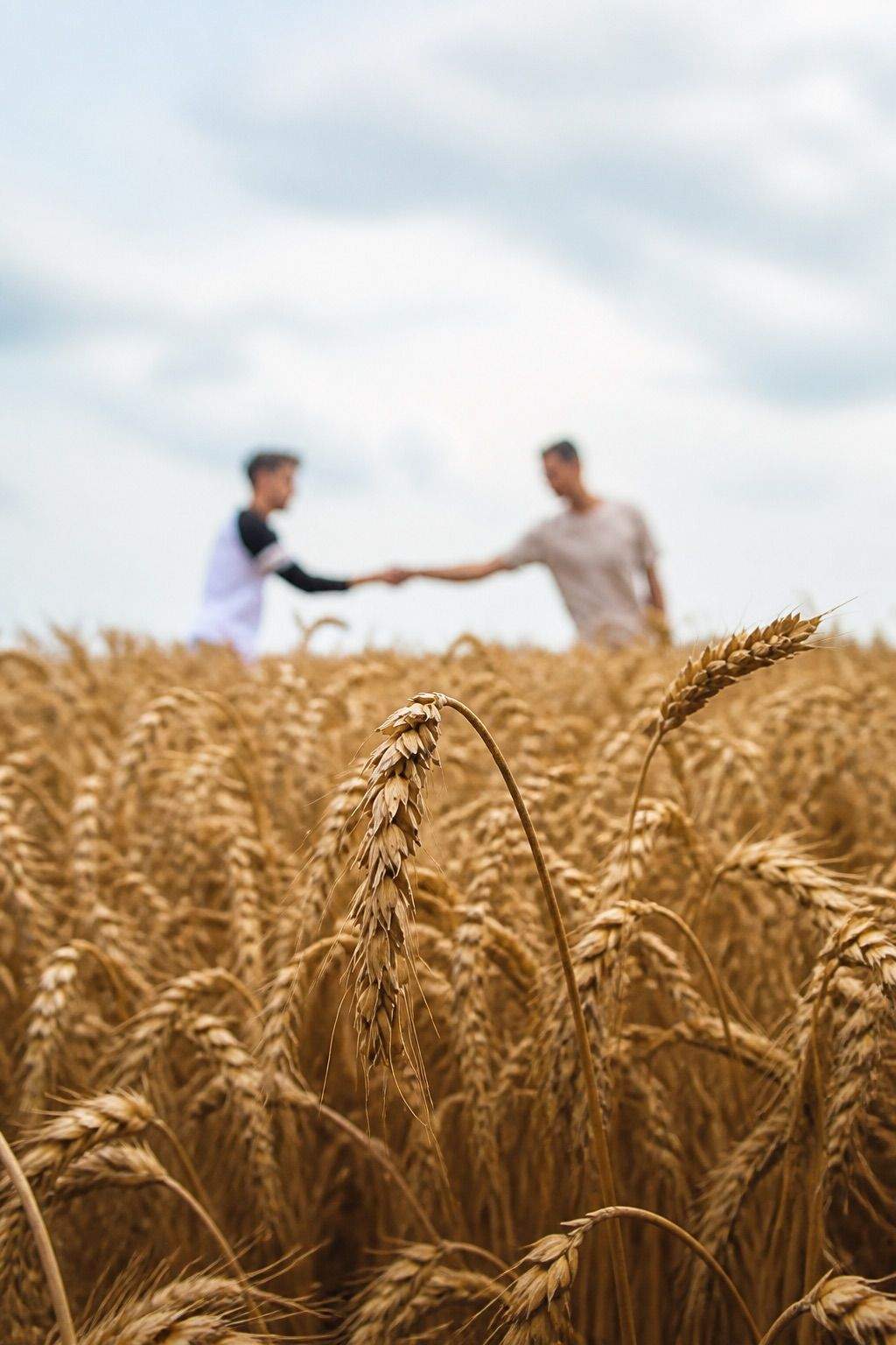 Handshake in a wheat field between farmers