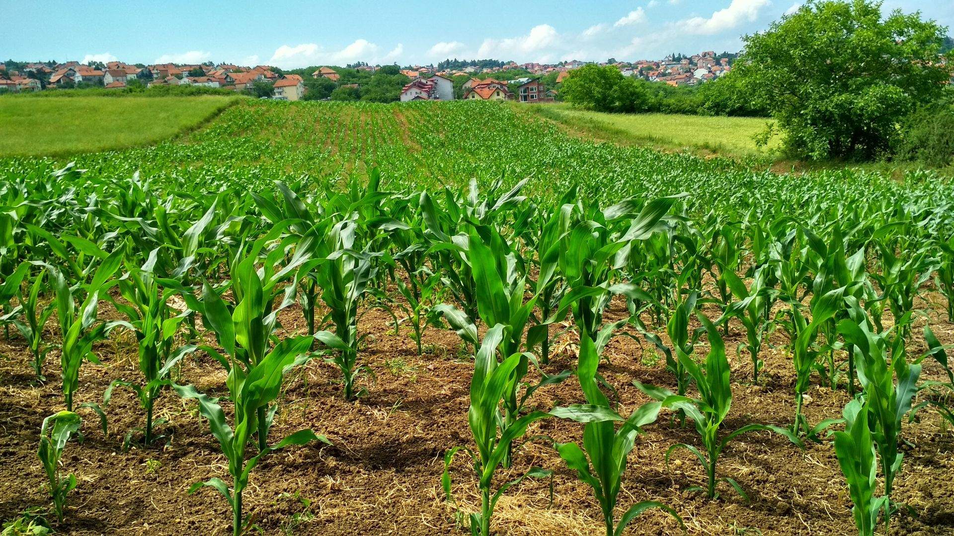 Young corn field under a clear sky